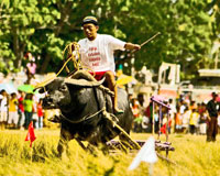 Pavia’s Carabao Carroza Race