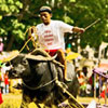 Pavia’s Carabao Carroza Race