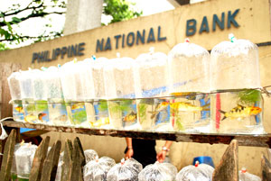 Different kinds of goldfish are packed in plastic filled with water and sold to passersby along Valeria Street in Iloilo City.