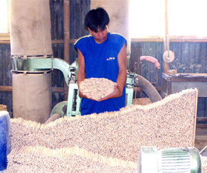 A worker piles up bamboo stalks which are made into chopsticks at a bamboo factory in Maasin, Iloilo.