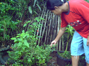 A woman shows her ‘tawa-tawa’ plant believed to cure dengue if the patient drinks its boiled water extract