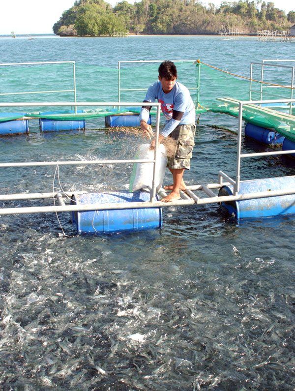 BANGUS CULTURE. A milkfish sea cage at the mariculture park of SEAFDEC Aquaculture Department’s Igang Marine Station in Nueva Valencia, Guimaras